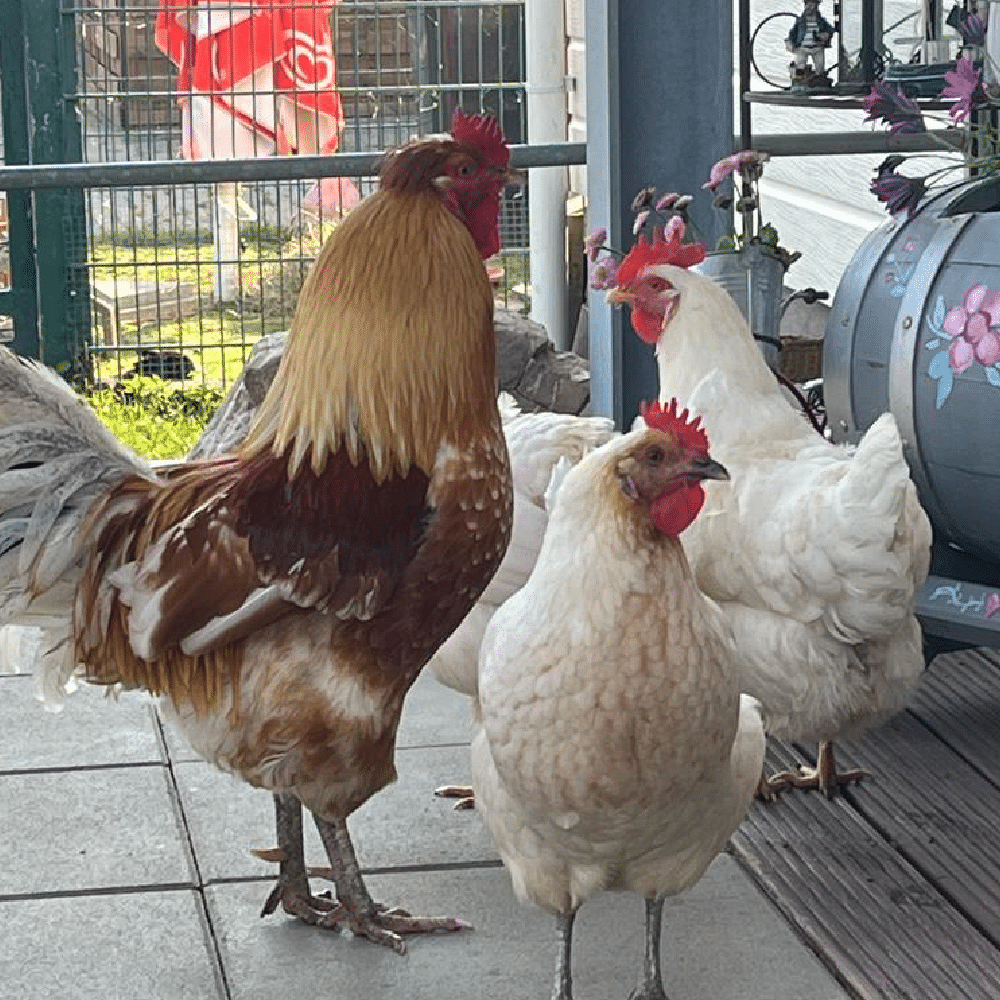 Hühner auf dem Campingplatz