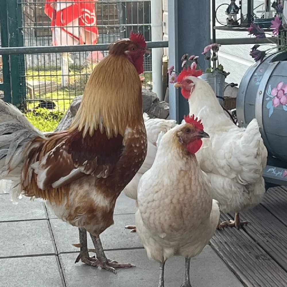 Hühner auf dem Campingplatz