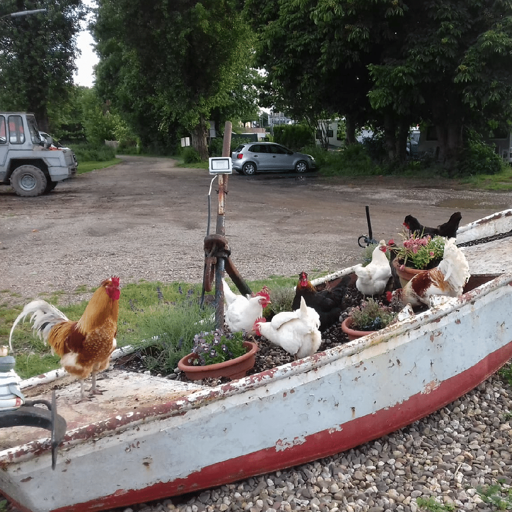 Campingplatz am Rhein - Startseite 11